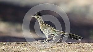 Greater Roadrunner, Tucson Arizona desert