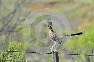 Greater Roadrunner photo