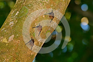 Greater sac-winged white-lined bat Saccopteryx bilineata, family Emballonuridae native to Central and South America. Three anima