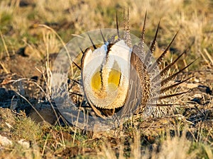 Greater Sage Grouse