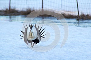 Greater Sage-Grouse