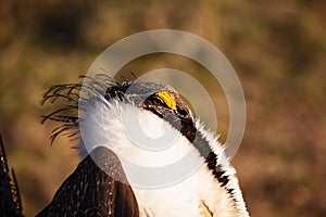 Greater Sage Grouse Beautiful Detail Ruff And Head Plumage