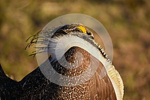 Greater Sage Grouse Beautiful Detail Ruff And Head Plumage
