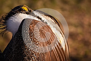 Greater Sage Grouse Beautiful Detail Ruff And Head Plumage, Puffed Up