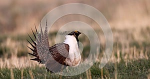 Greater Sage Grouse, Centrocercus urophasianus