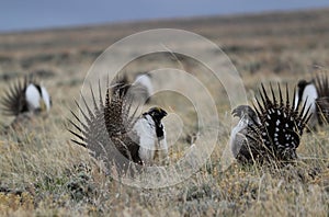 Greater Sage-Grouse Centrocercus urophasianus at a Lek in SE Wyoming. 9