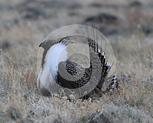 Greater Sage-Grouse Centrocercus urophasianus at a Lek in SE Wyoming. 2