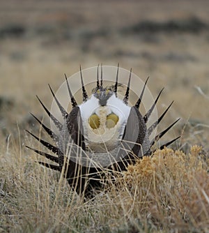 Greater Sage-Grouse Centrocercus urophasianus at a Lek in SE Wyoming. 3