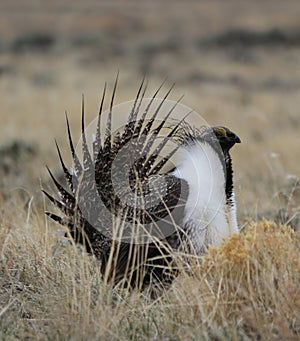 Greater Sage-Grouse Centrocercus urophasianus at a Lek in SE Wyoming. 6