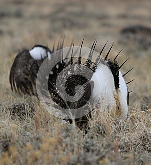 Greater Sage-Grouse Centrocercus urophasianus at a Lek in SE Wyoming. 8