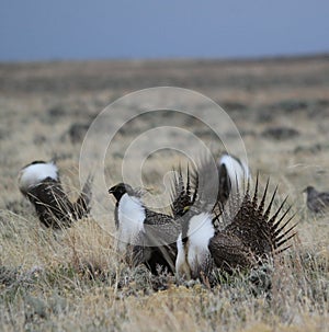 Greater Sage-Grouse Centrocercus urophasianus at a Lek in SE Wyoming. 10.