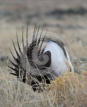 Greater Sage-Grouse Centrocercus urophasianus at a Lek in SE Wyoming. 12.