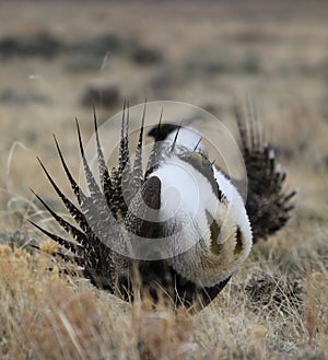 Greater Sage-Grouse Centrocercus urophasianus at a Lek in SE Wyoming. 12.