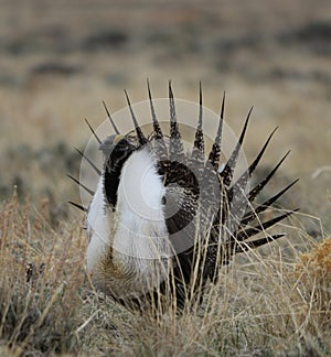 Greater Sage-Grouse Centrocercus urophasianus n SE Wyoming. 5