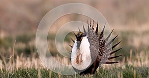 Greater Sage Grouse, Centrocercus urophasianus,