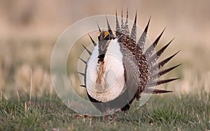 Greater Sage Grouse, Centrocercus urophasianus photo