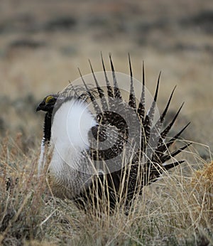 Greater Sage-Grouse Centrocercus urophasianus in SE Wyoming. 5