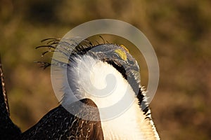 Greater Sage Grouse Male Detail