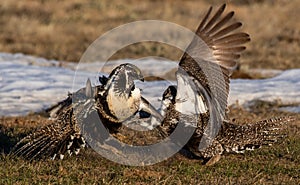 A Federally Threatened Greater Sage Grouse Battle for Supremacy photo