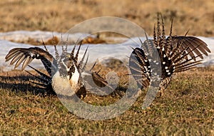 A Federally Threatened Greater Sage Grouse Battle for Supremacy photo