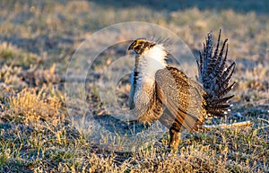 A Threatened Greater Sage Grouse on a Breeding Lek photo