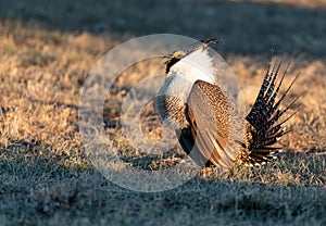 A Threatened Greater Sage Grouse on a Breeding Lek photo