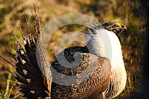 Greater Sage Grouse In Morning Light