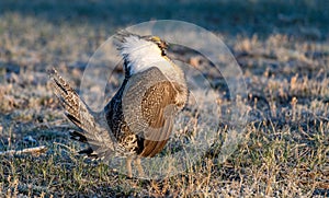 Greater-sage Grouse Performing Mating Ritual