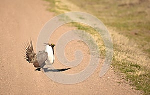 Greater Sage Grouse Strutting Across The Road