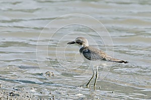 Greater sand plover bird