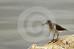 Greater sand plover Charadrius leschenaultii on the stone on the blurred sea background.