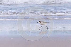 Greater sand plover Charadrius leschenaultii walking on beach