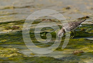 Greater sand plover feeding at Busaiteen coast of Bahrain