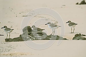 Greater Sand Plovers standing on a Kimberly beach photo