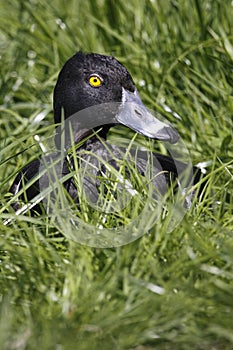 Greater scaup