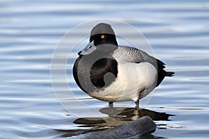 Greater Scaup photo