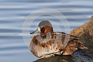 Greater Scaup