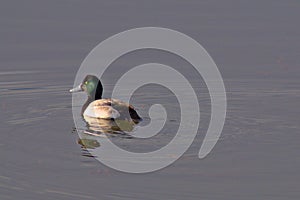 Greater Scaup