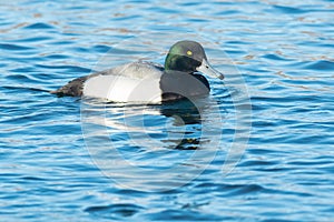 Greater Scaup - Aythya marila