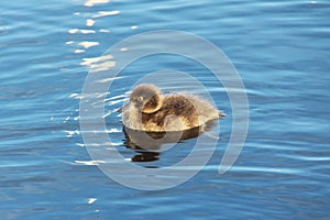 The greater scaup Aythya marila duckling.