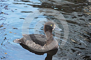 The greater scaup Aythya marila female bird.