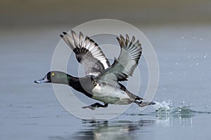Greater scaup or Aythya marila observed in Gajoldaba in West Bengal, India
