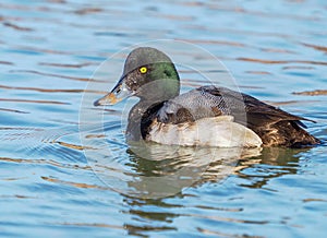 Greater Scaup Drake in Fairbanks. Alaska