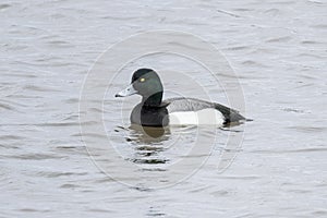 Greater Scaup duck