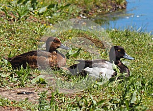 Greater Scaup Male And Female