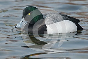 Greater Scaup - Aythya marila