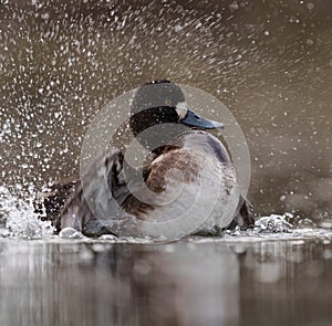 Greater Scaup playing at lakeside