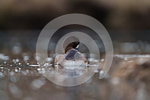 Greater Scaup playing at lakeside