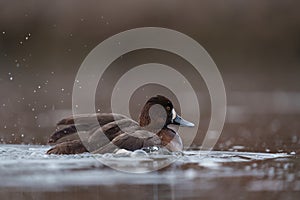 Greater Scaup playing at lakeside