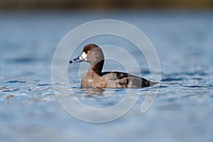 Greater Scaup playing at lakeside